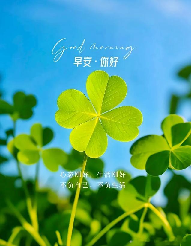 晨光从不迟到，希望永不缺席追赶梦想的人，终会被阳光拥抱。早上好！让清晨的风拂去疲