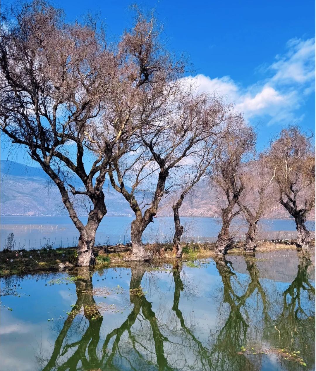 探秘云南洱源：茈碧湖梨园村——水中村寨的梨花雪海，季节限定的梦幻之旅

每年春天