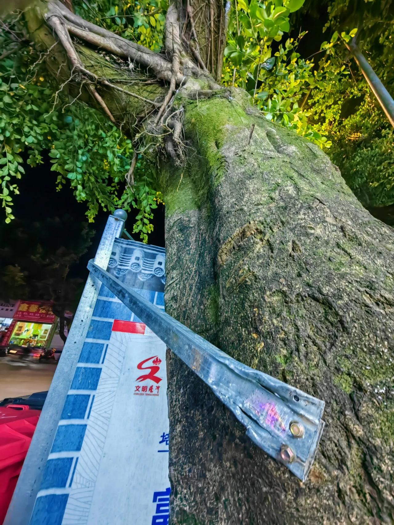 分享一张你最近随手拍的照片吧老树的承受