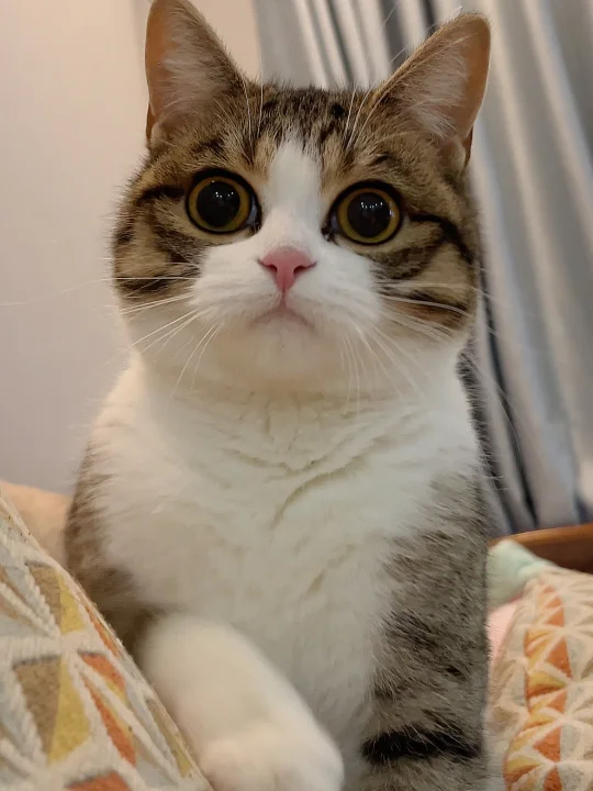 人，吸猫请先交奶茶税！！