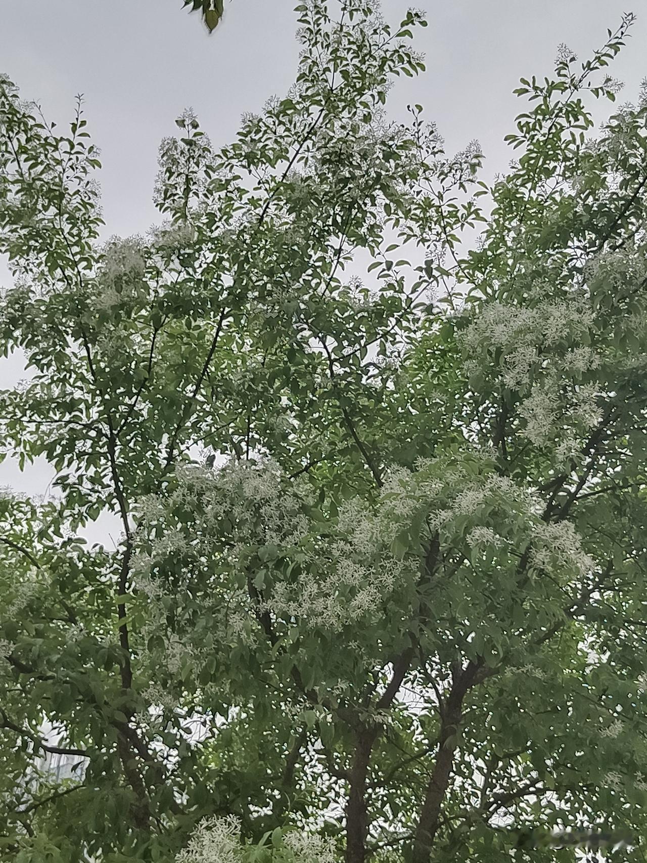 七言绝句·晚春
多情自古怜春色，一落海棠生寂凉。
满树流苏花似雪，刺槐十里沁新芳