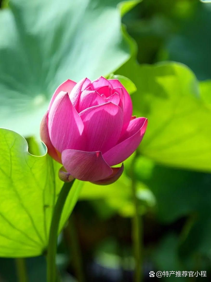 🌿春日必打卡！亮马河畔荷花湖亲子游

周末和闺蜜打卡了超适合亲子游的宝藏地！亮