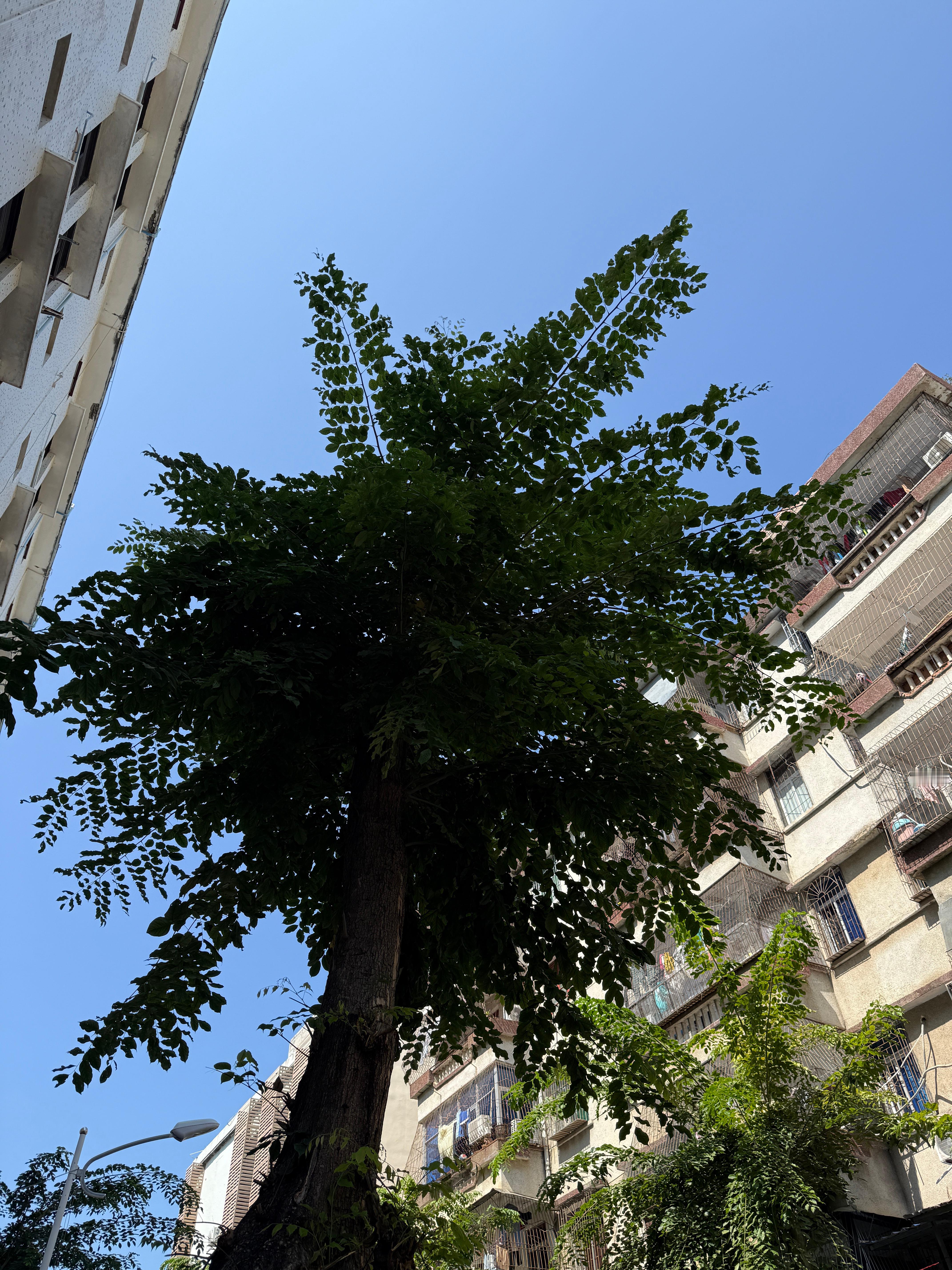 在三亚河畔的印度紫檀花～只有在三亚经历高考才知道她，高考那天的花开得有多绚烂～考