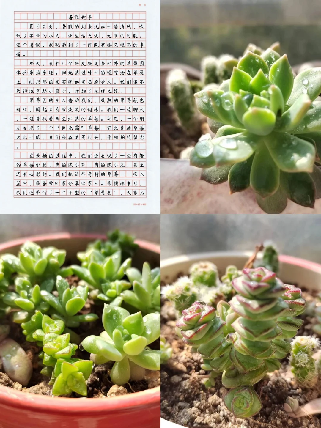 满分💯作文《暑假趣事》