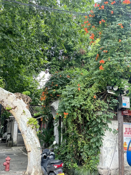 不愿攀援的凌霄花