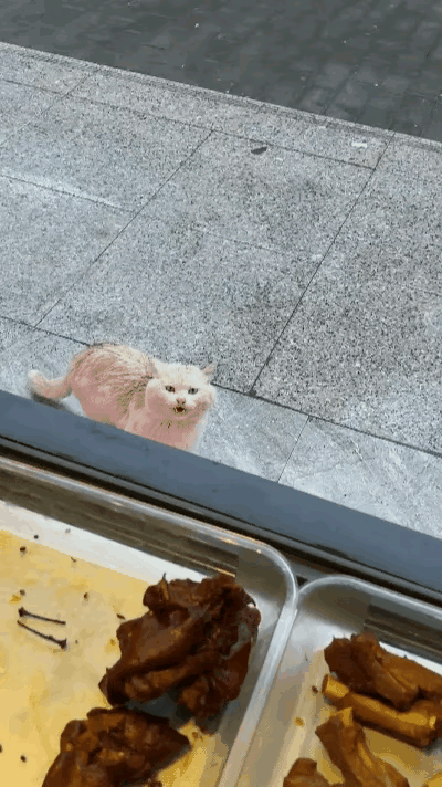 家人们！快看熟食店门口这个小流浪猫！
饿得直叫唤，老板看了心疼得很，二话不说掂个