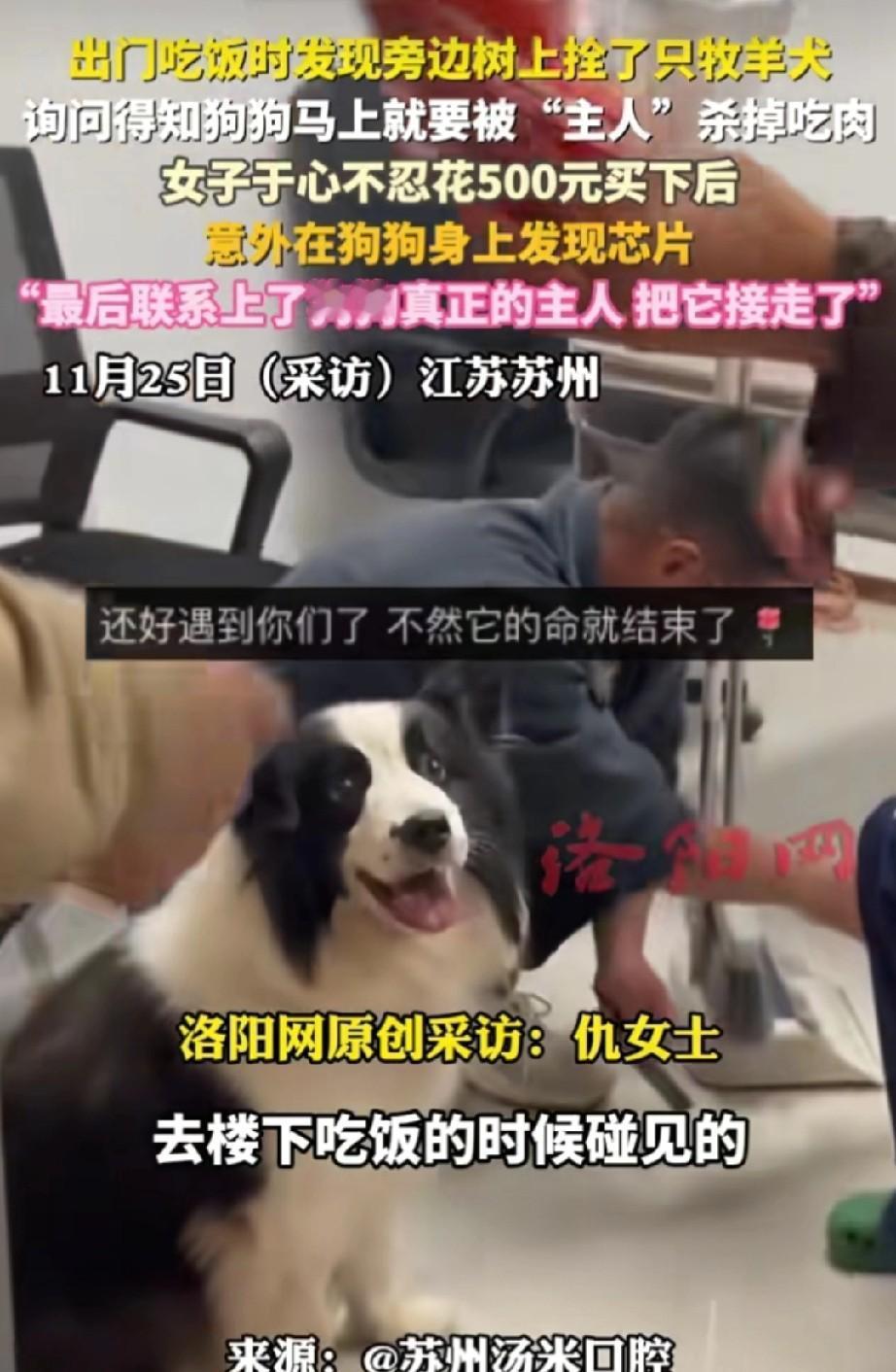 苏州街头偶遇弃养边牧，

装修工想杀狗吃肉，

芯片暴露惊人真相。

4月苏州一