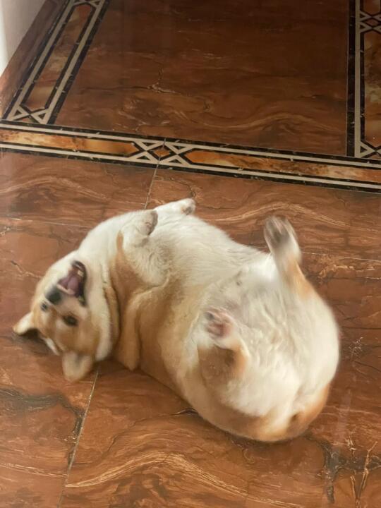 我的狗好像一个5L的大水桶