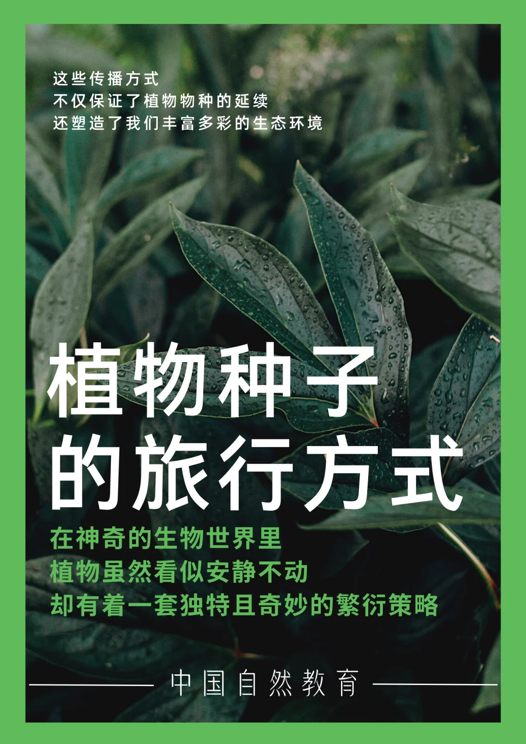 科普知识｜植物种子的旅行方式