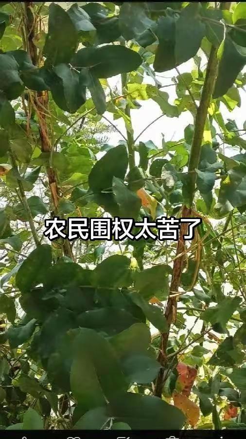 公平正义诉求 社会现象反思 农民生存现状 民生关切 正能量传递