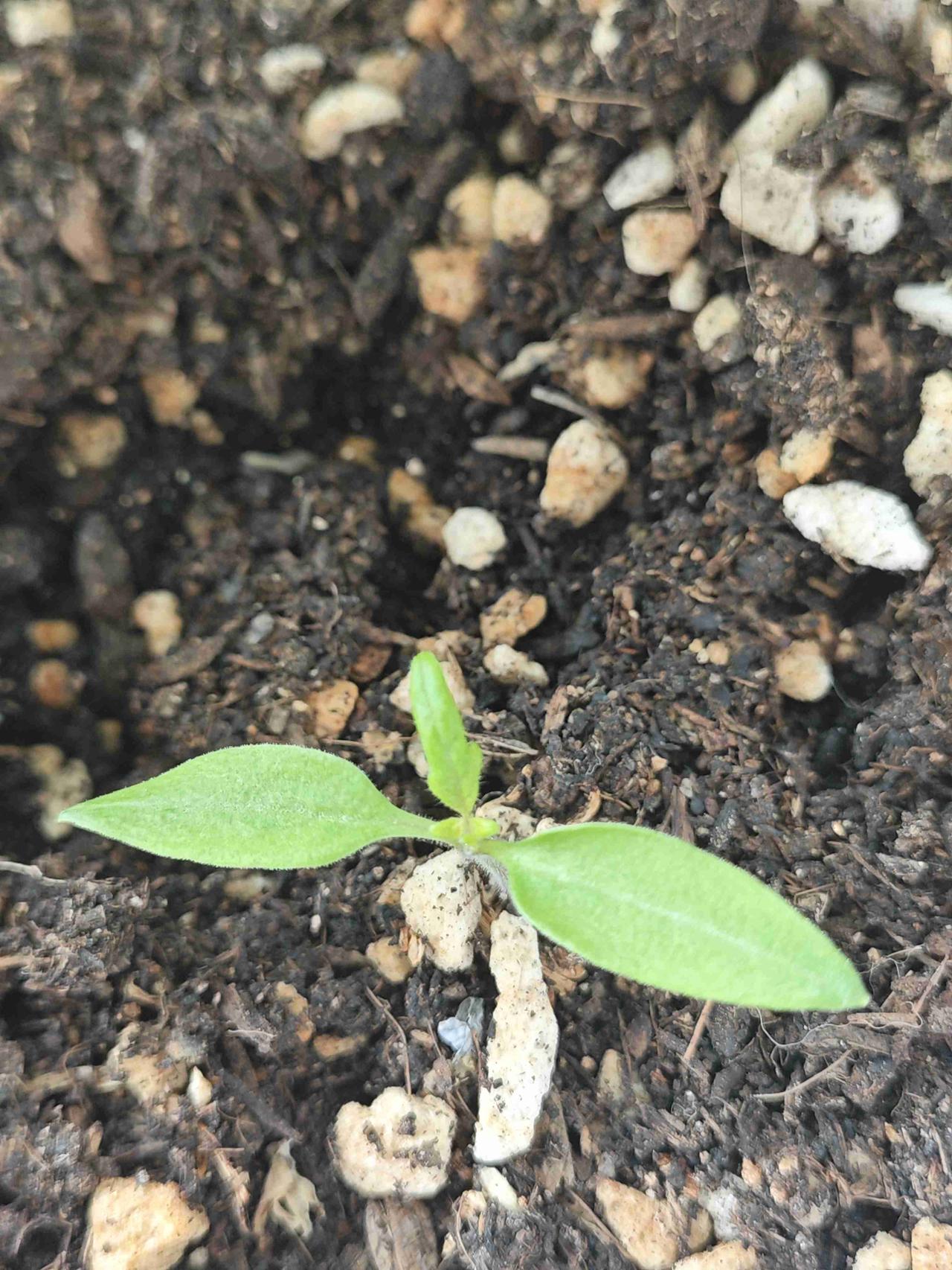 我的今日状态：😁轻松愉快
我这里的天气：☀️晴天
今天天太热了，在那不动都汗流