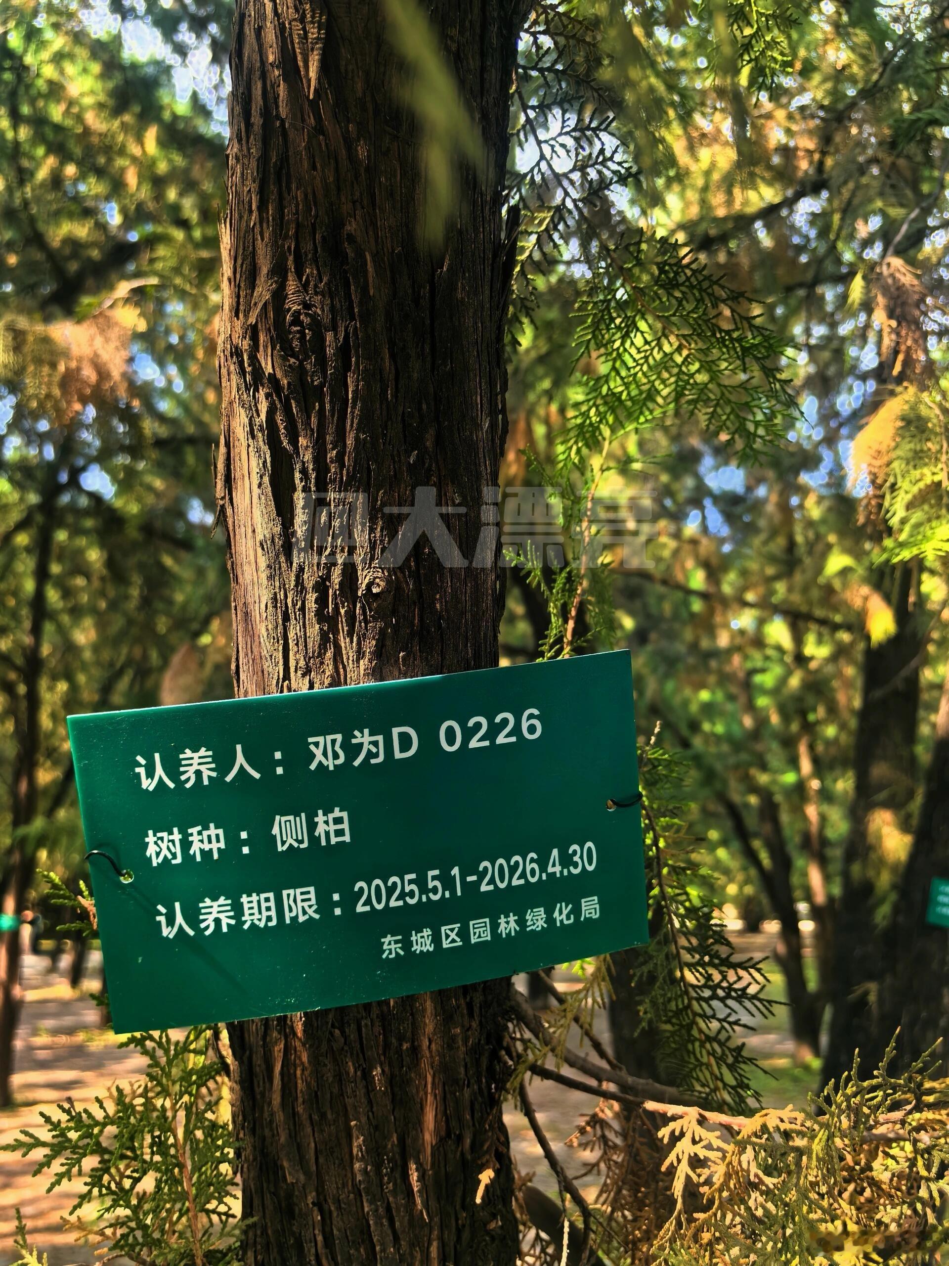 网友在北京地坛公园偶遇钻石为邓为认养的树🌲 ​​​