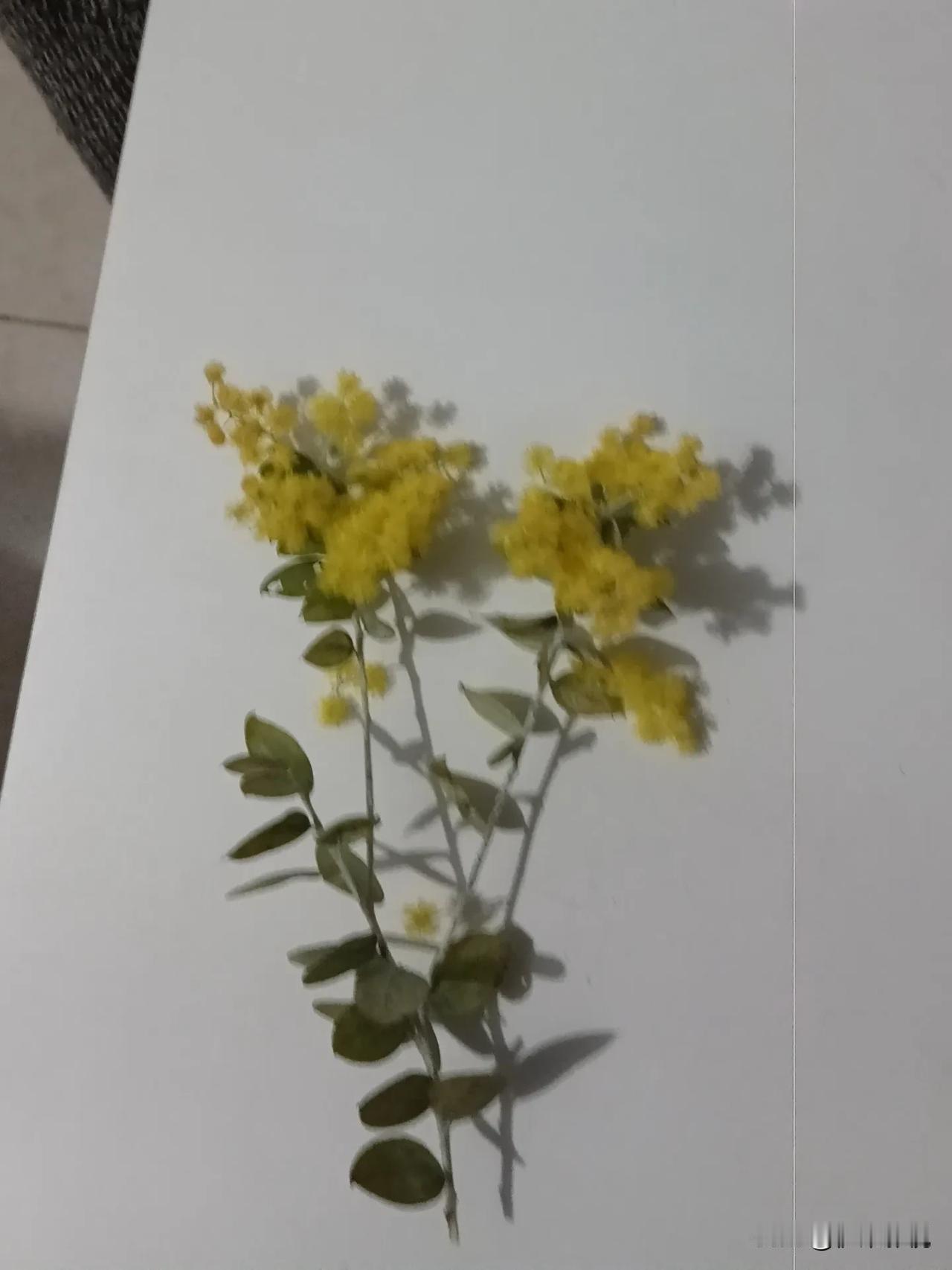 这是银叶金合欢（也叫珍珠金合欢），是一种极具观赏价值的植物。
 
- 外观特征：