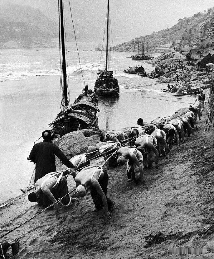 老照片欣赏：解放初期，长江某处河道上纤夫佝偻的身体工作的照片；他们赤着上身，肌肤