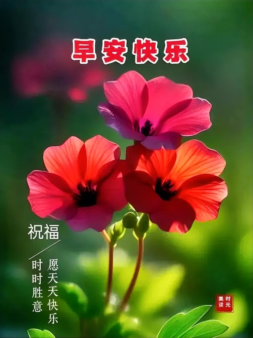 早安快乐！红花绽放，愿你每日顺遂，美好时光里，幸福如繁花般绚烂。