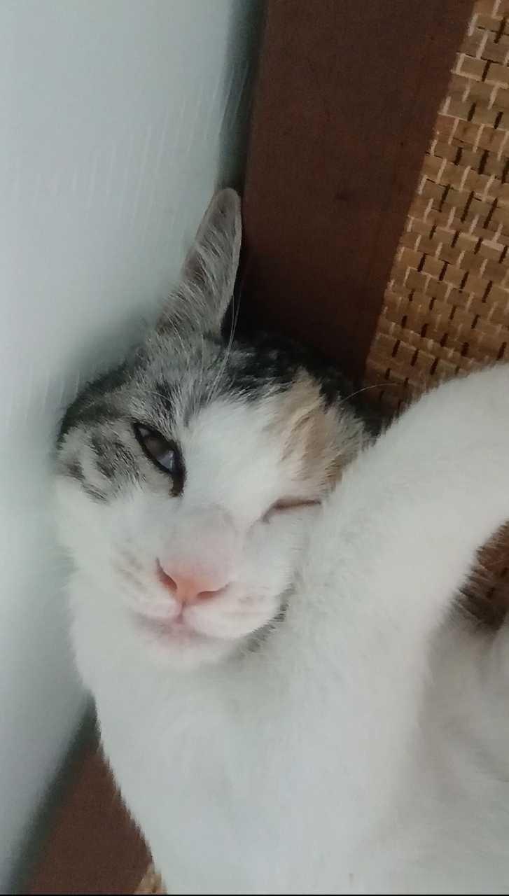 50355【丑猫】骄傲的猫连哭都要向上擦眼泪 