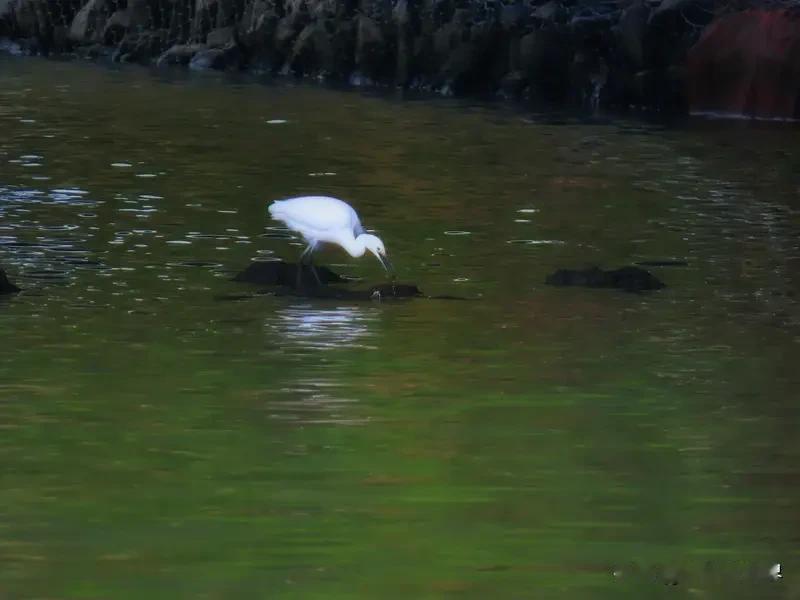 看到白鹭美图，瞬间被美到。白鹭那洁白的羽毛，就像飘落人间的云朵，纯净又优雅。
之