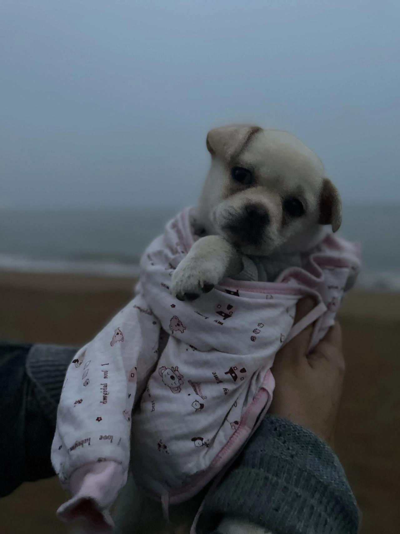 这场雨，是秋天最后的纪念。一天一夜的雨，淅淅沥沥，可惜新换的三层玻璃窗彻底隔音，