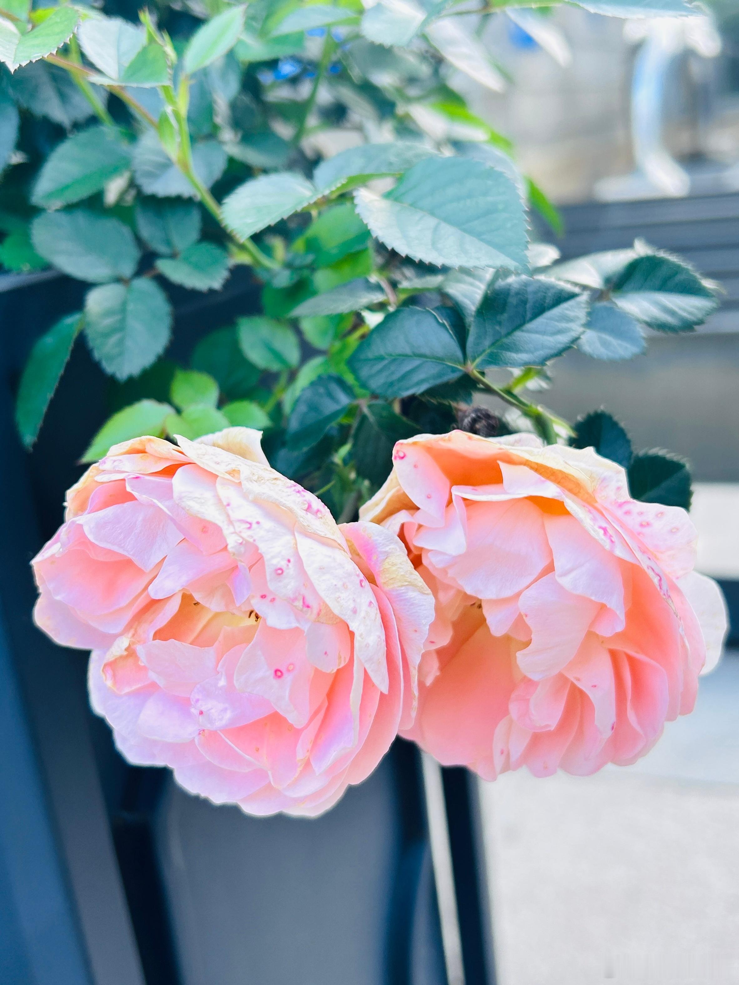 看来还是得早起呀，不然哪能跑完这畅快的5公里，又哪能撞见这般养眼的繁花盛景？深圳