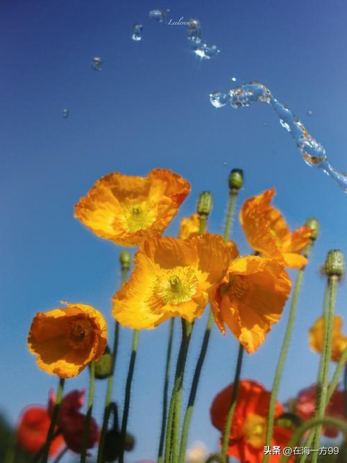 “老闹”现在大都偃旗息鼓，消失的无影无踪。因为年纪大了，很多事等不起。“新闹”前