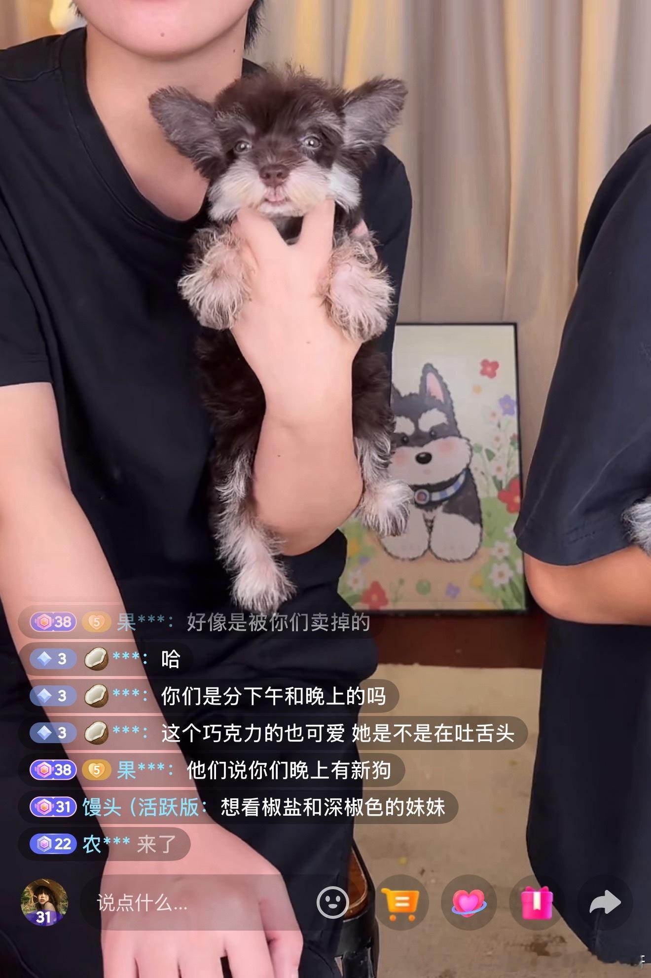 一直在看雪纳瑞 我要雪纳瑞妹妹！ 
