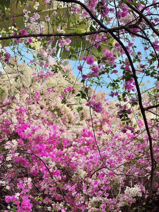 3.9live图｜深圳园博园是一万次的春和景明🌸