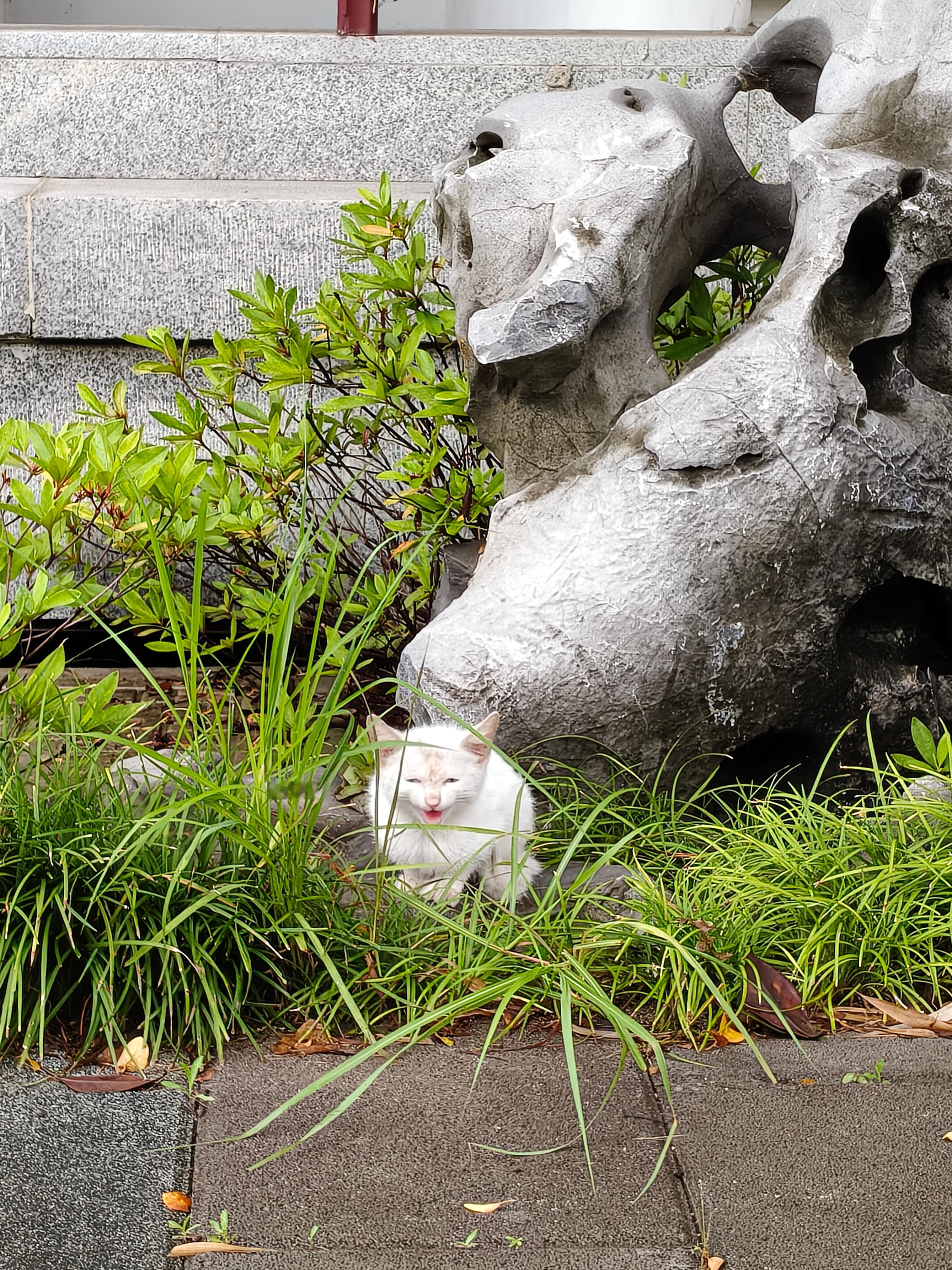 一只流浪猫 