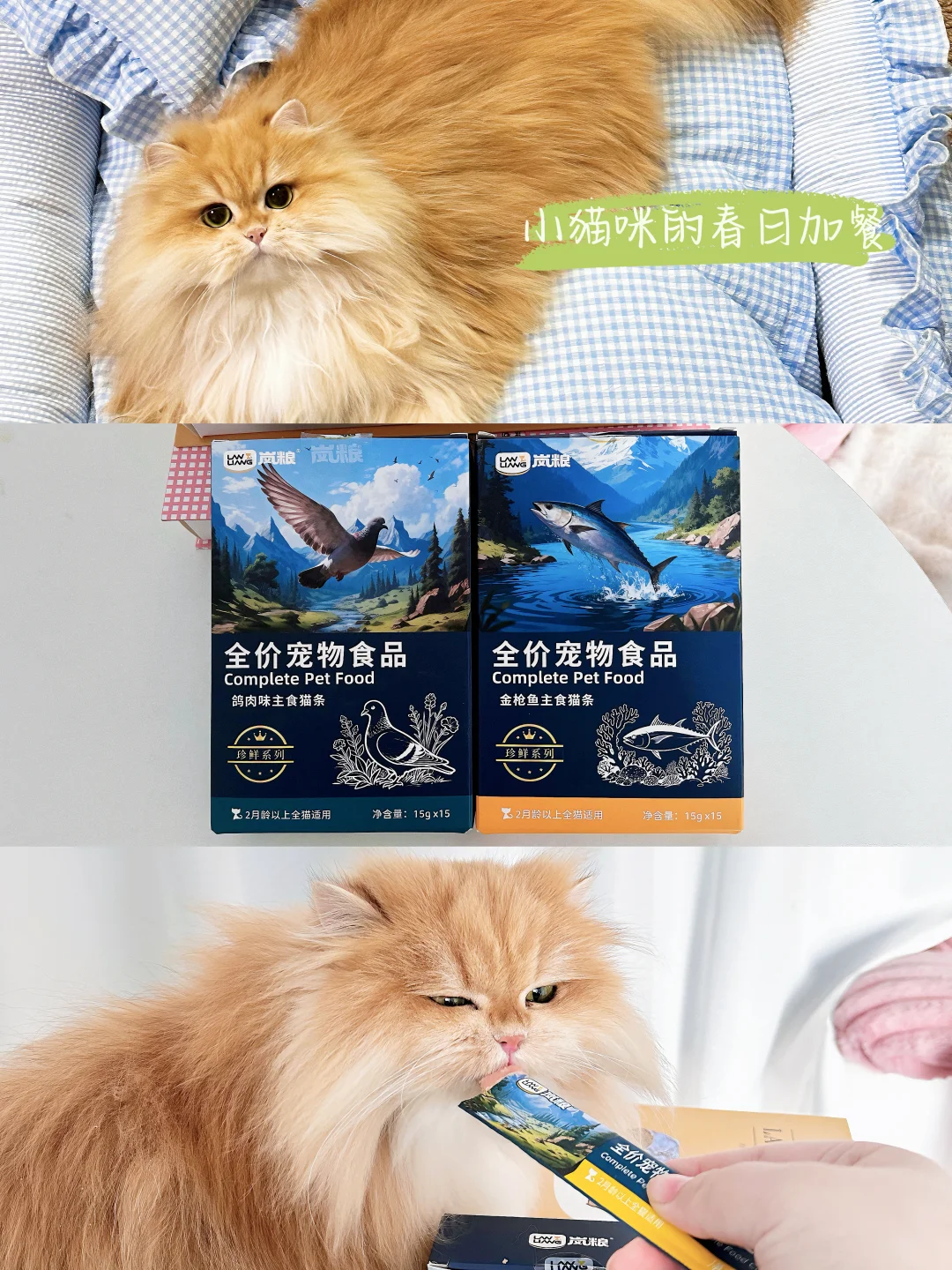 养猫别乱喂！主食款才真的省心