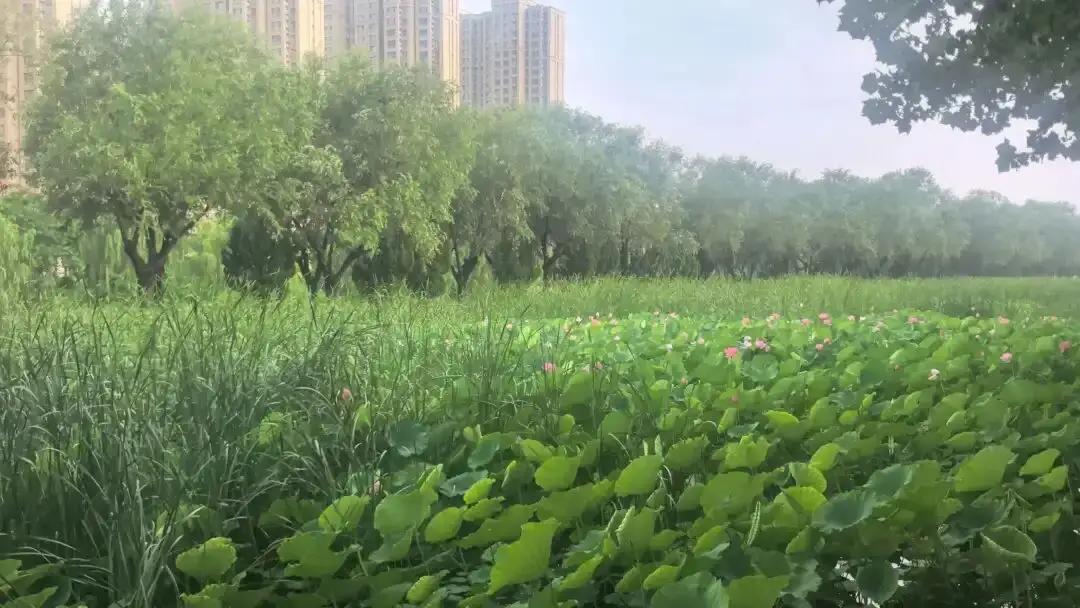 聊城东昌湖的“新三岛”你知道吗？

它们指的是在传统五岛基础上新增的特色三岛，分