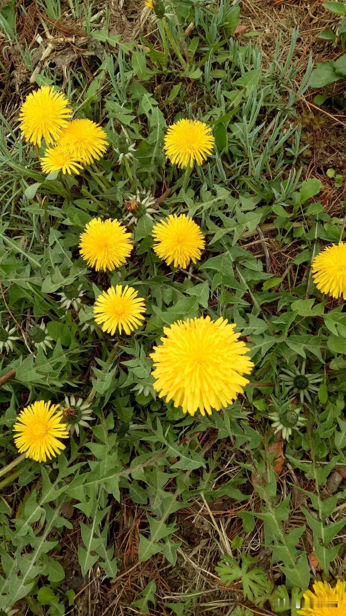 浣溪沙·蒲公英
    符进朝
野陌荒坡自绽黄，
轻绒似伞逐风扬，
不争春色亦芬