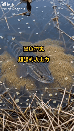 黑鱼护崽
超强的攻击力！[泣不成声]