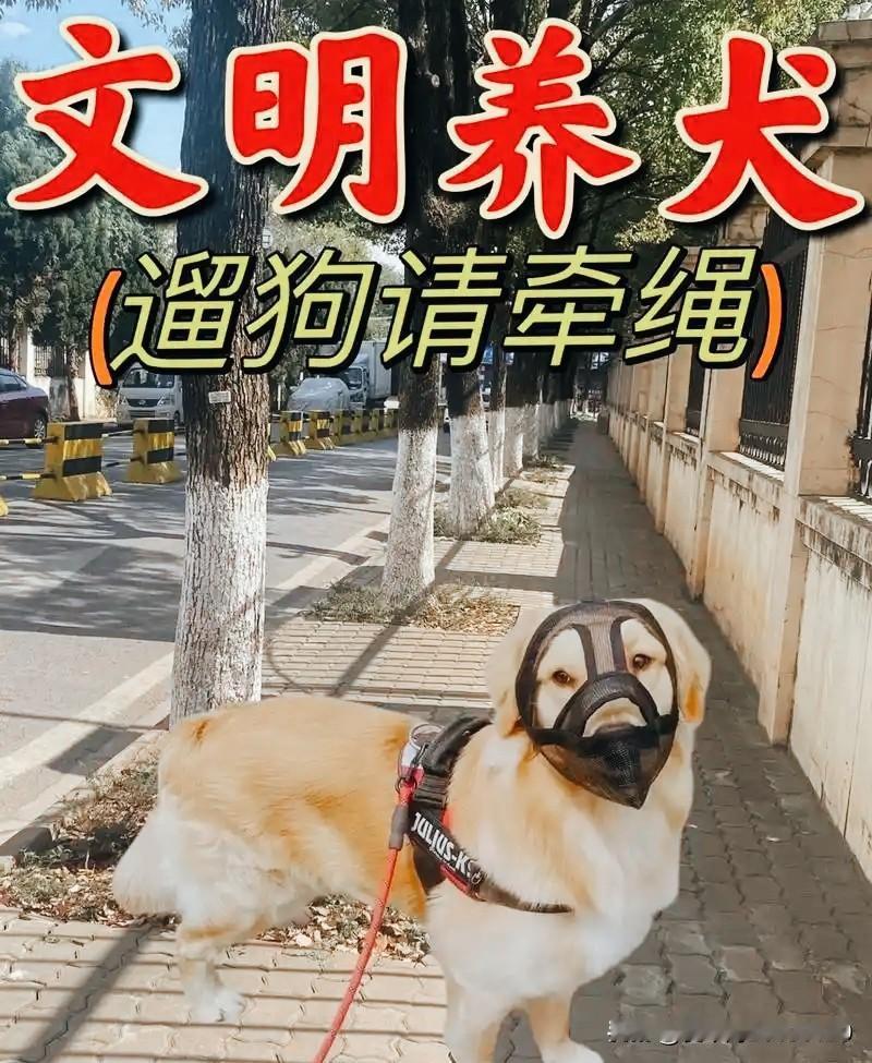 我从小就特别怕狗，即使现在，哪怕一个特别小的狗在我身后“汪汪”两声，我都会特别警