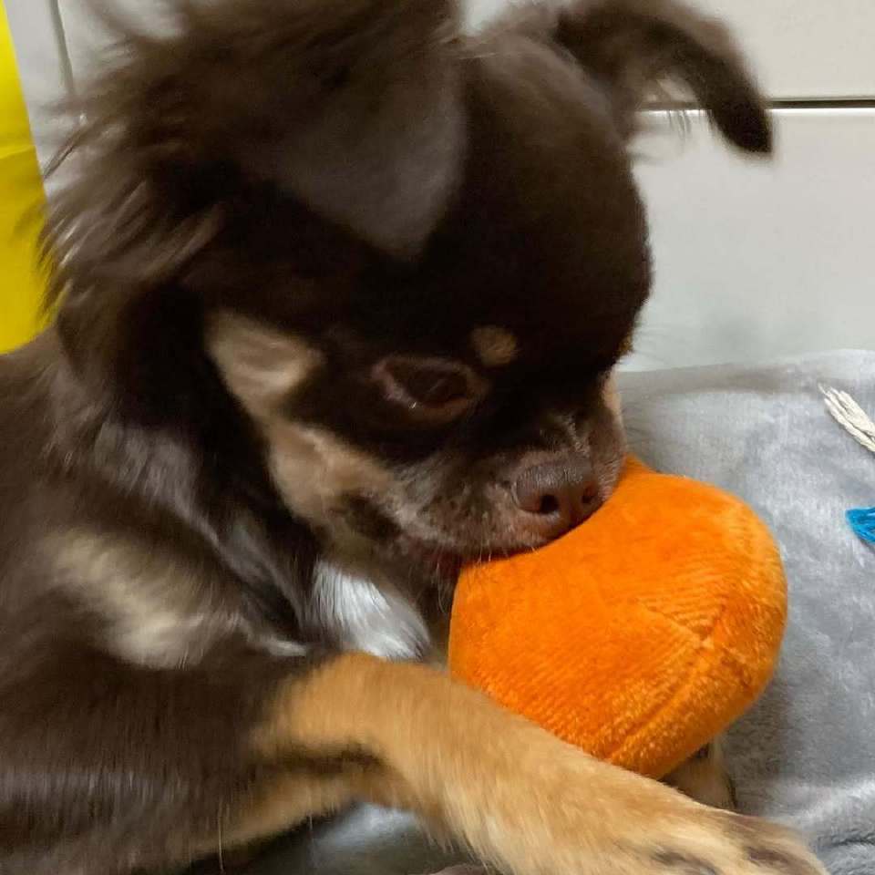 这个大饼干适可萌止吧 