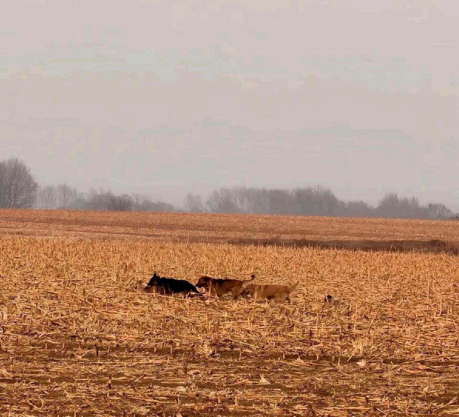 7只狗狗被偷后结伴跋涉17公里回家
吉林一个屯子的7只狗狗，平时总凑在一起玩耍，