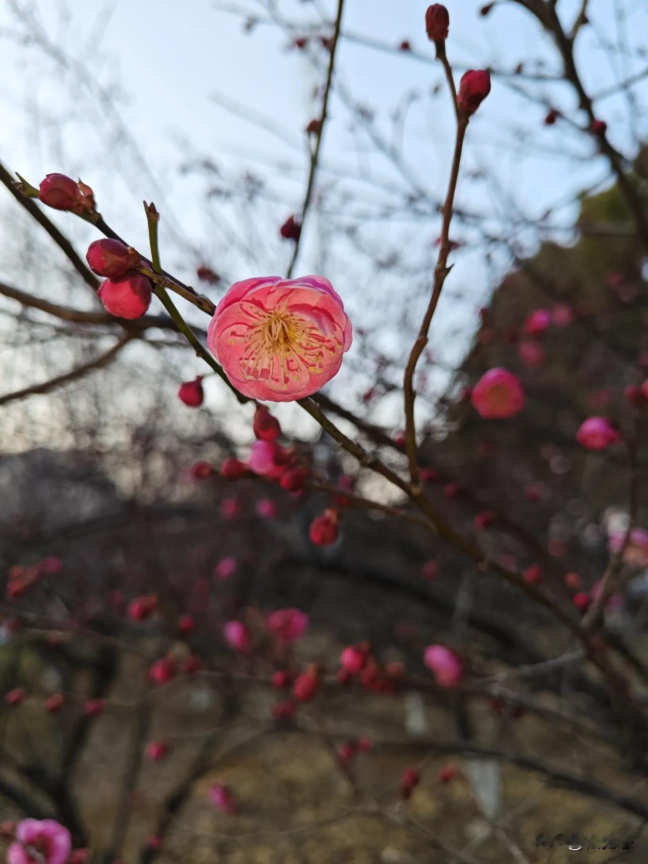 梅花