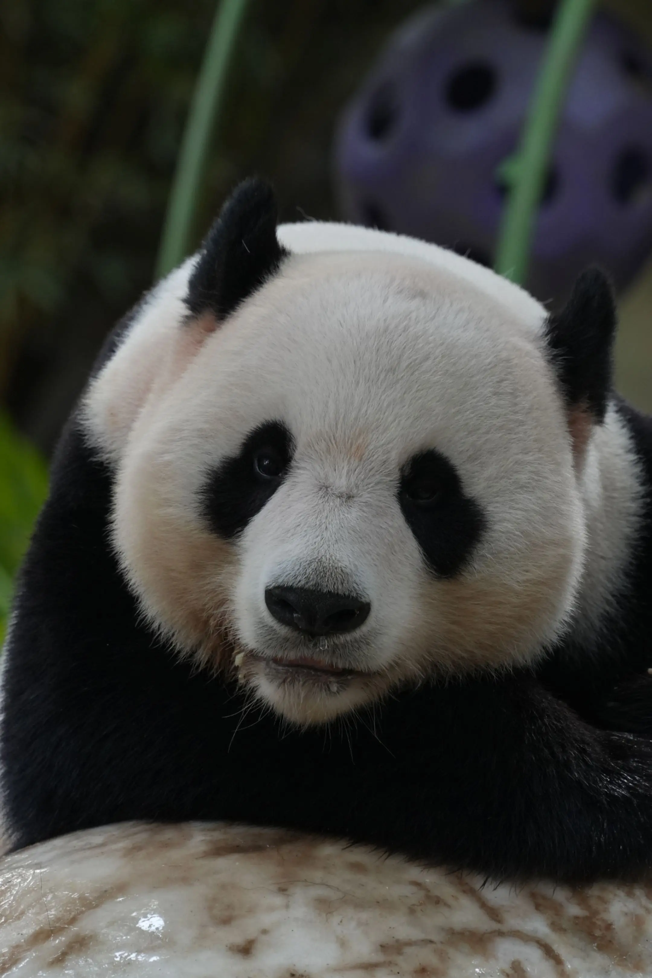 是谁当了爸爸还这么奶呼呼的？是家和呀！（库存）