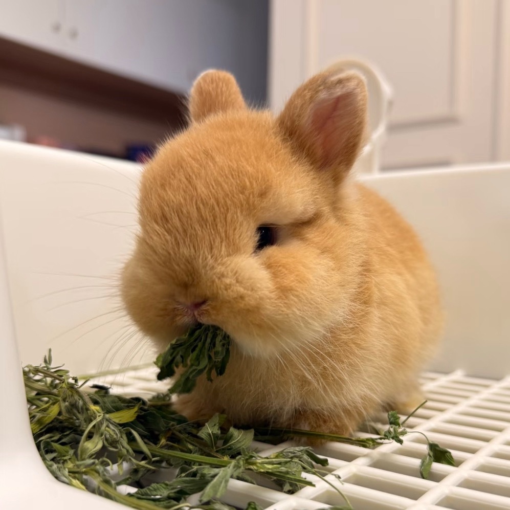 yum