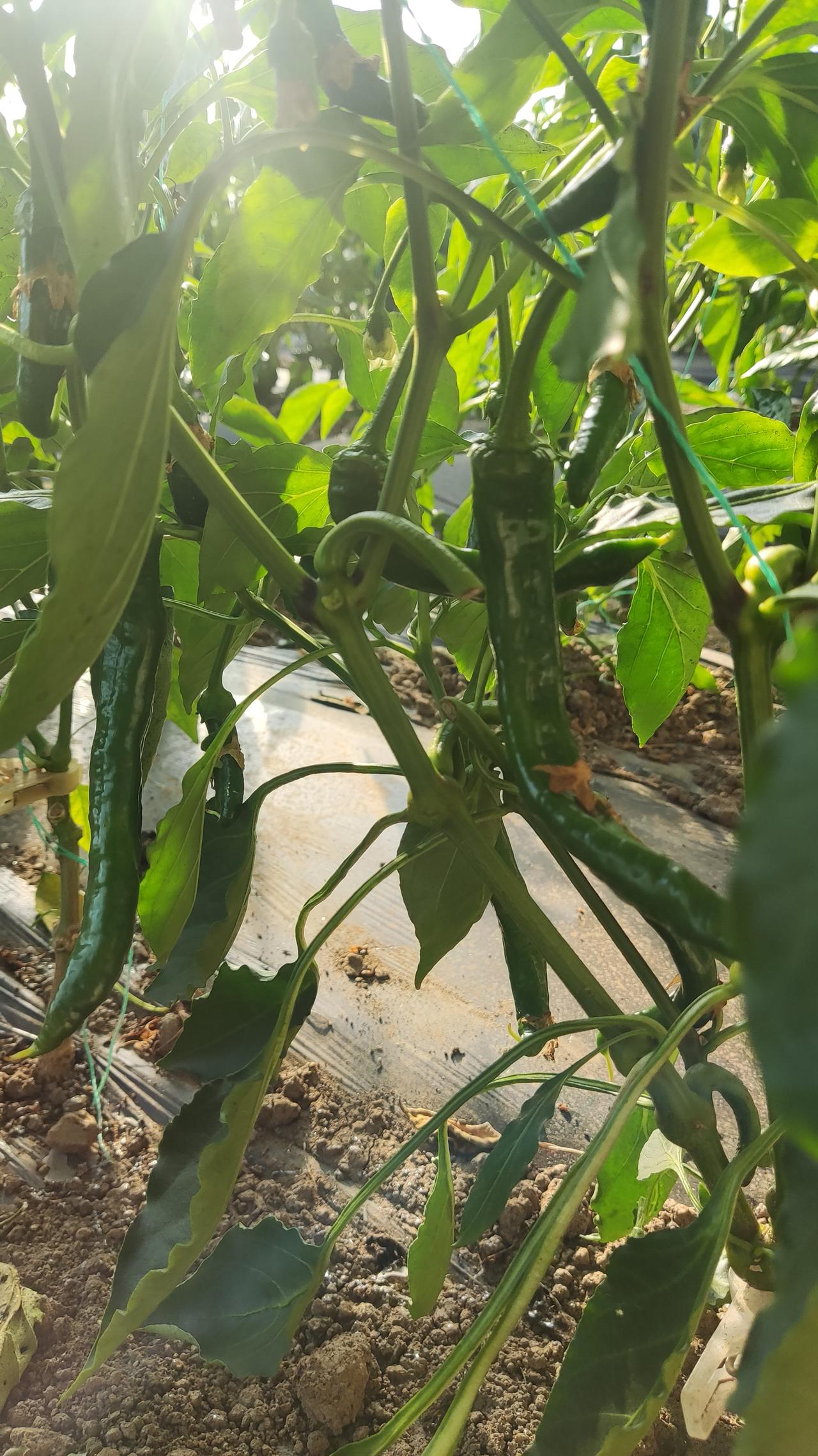 冬日生活打卡季辣辣辣～