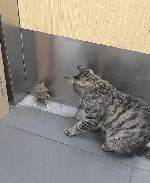 猫咪大战功夫鼠！握草，都站起来了，还在硬扛！！
