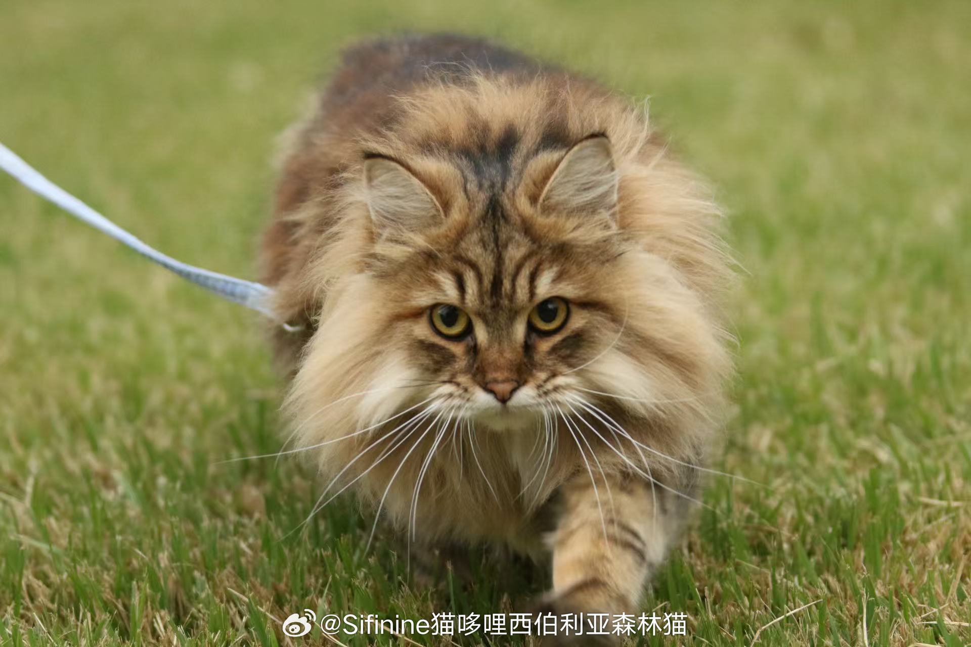 今天是川香麻辣锅 一岁生日，又恰逢中秋，麦麦㊗️大家阖家安康呀[好事甜圆]西伯利