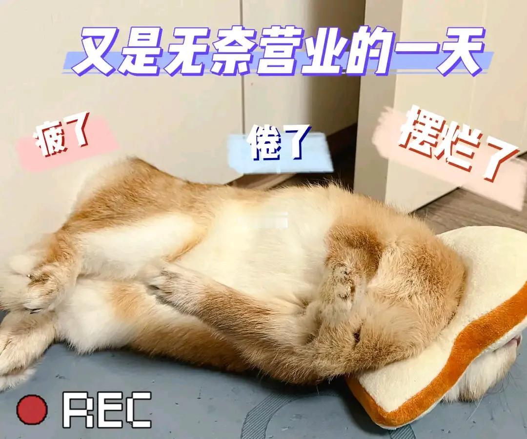 保剑锋"被迫营业"，舞姿独特引爆笑！在《时光正好》宣传现场，他自信起舞，虽略显"