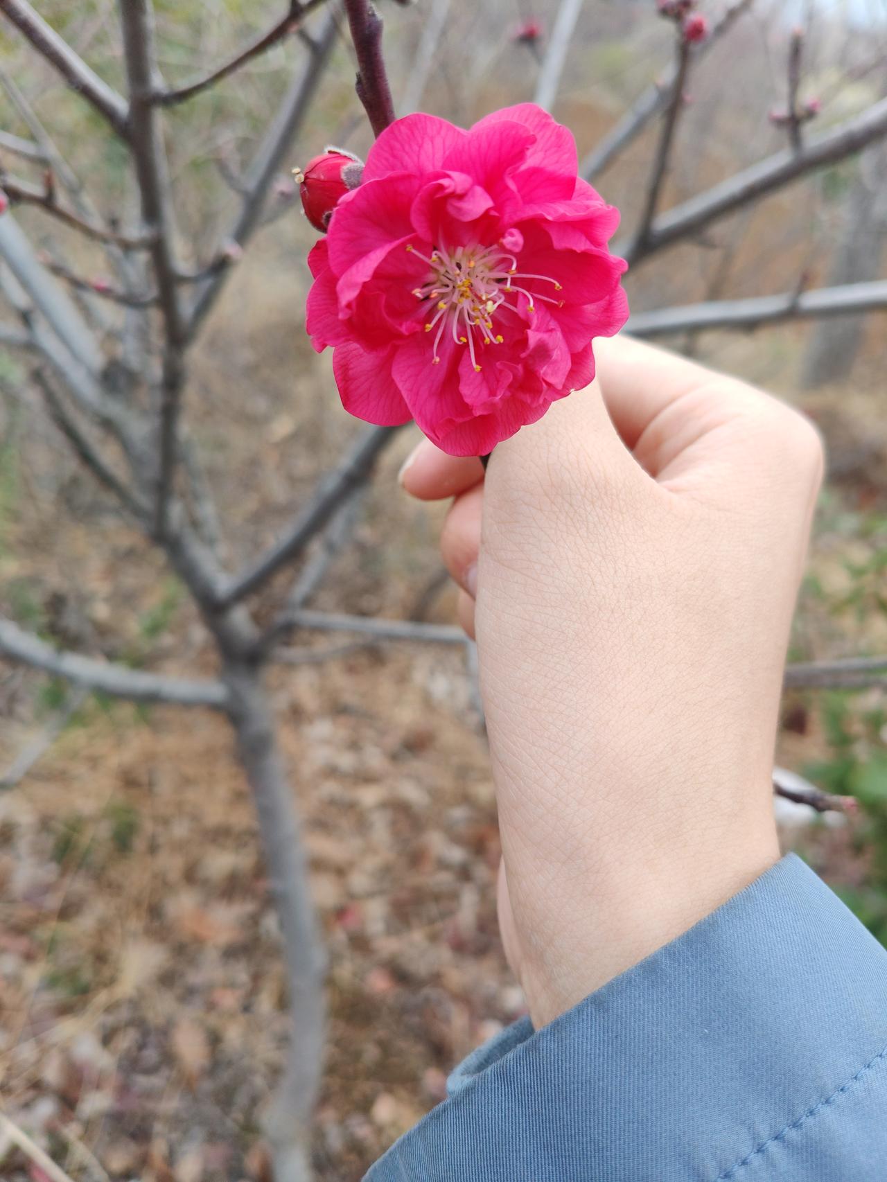 🌸 春日碧桃随感
 
手里捏着这朵艳红的碧桃花，真的太提气了！在还带着枯黄的山
