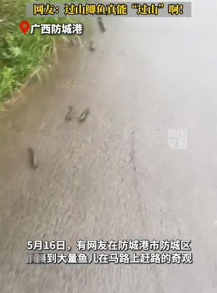 视频显示，大量的鱼儿成群结队，在水泥路上不停地扭动着身体，朝同一方向攀爬。视频拍