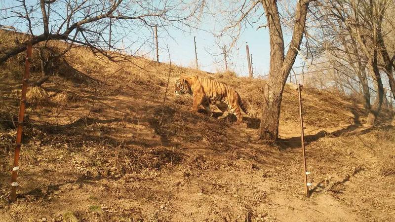我国首次记录到野生东北虎六虎同框，这简直太让人惊喜了！这可是野生东北虎保护成果的