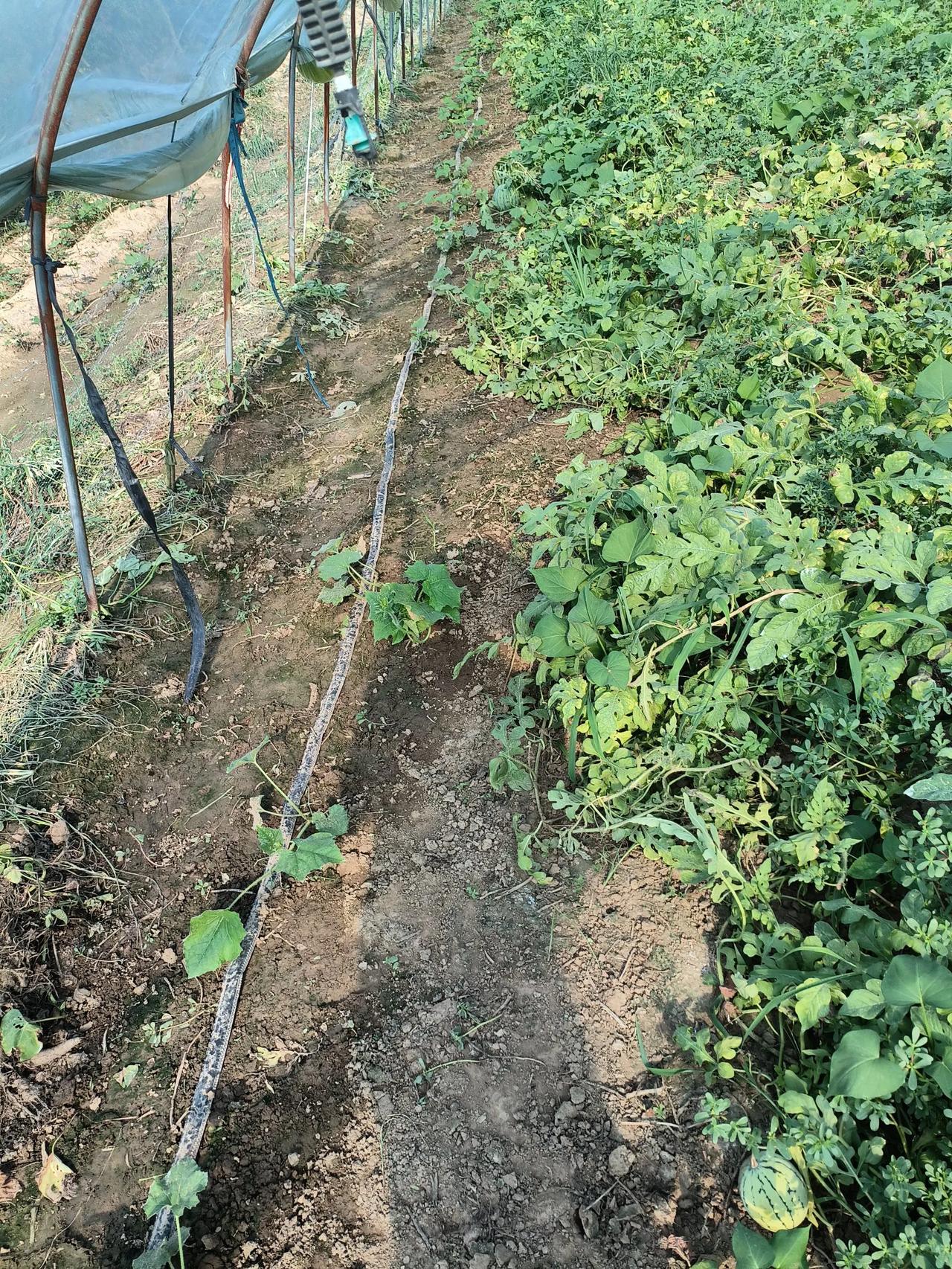 下面介绍小麦行间套种西瓜与冬瓜模式，西瓜与冬瓜育苗与定植时间：

西瓜4月上旬育