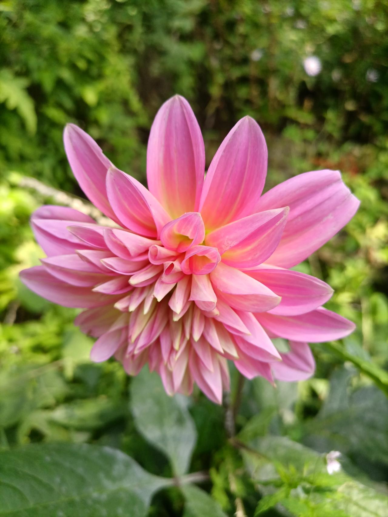 【夏之韵·连城山上的粉色大丽花】夏日生活打卡季
花悦人，
花养人，
美丽的鲜花能