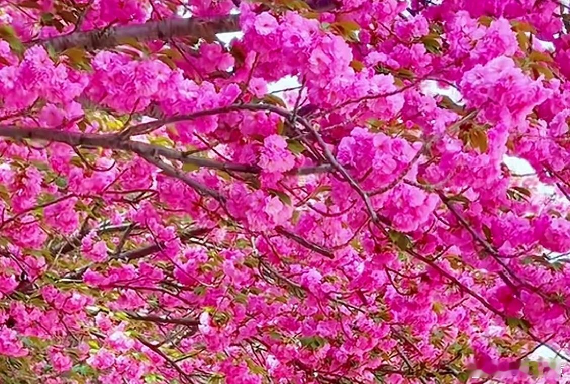 结婚也要“宣誓”吗？二十届四中全会提出的“十五五”规划建议专门要求“有效治理婚丧