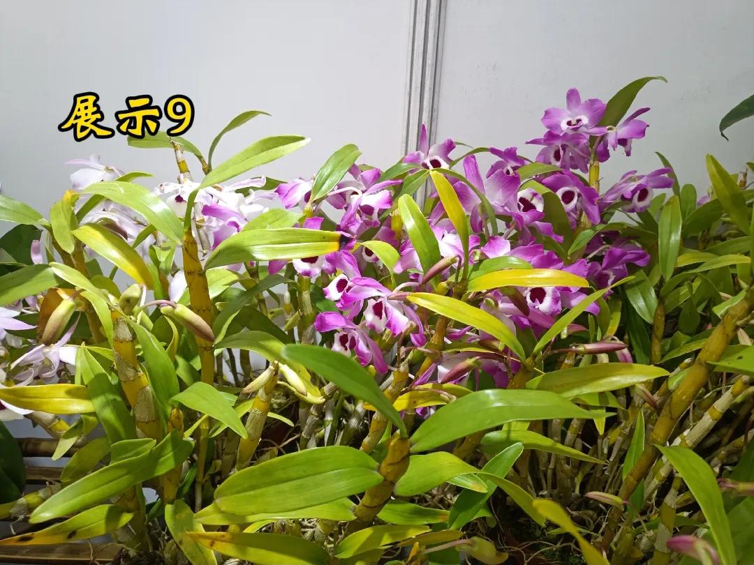 每日一花 ，这么罕见的精灵🧚🏻‍♂️，竟然花也很别致