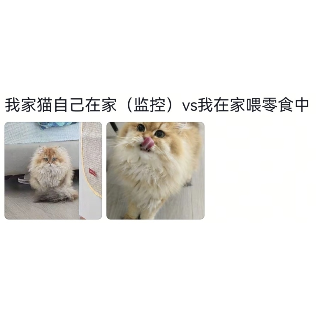 原来留守小猫是不会打扮自己的