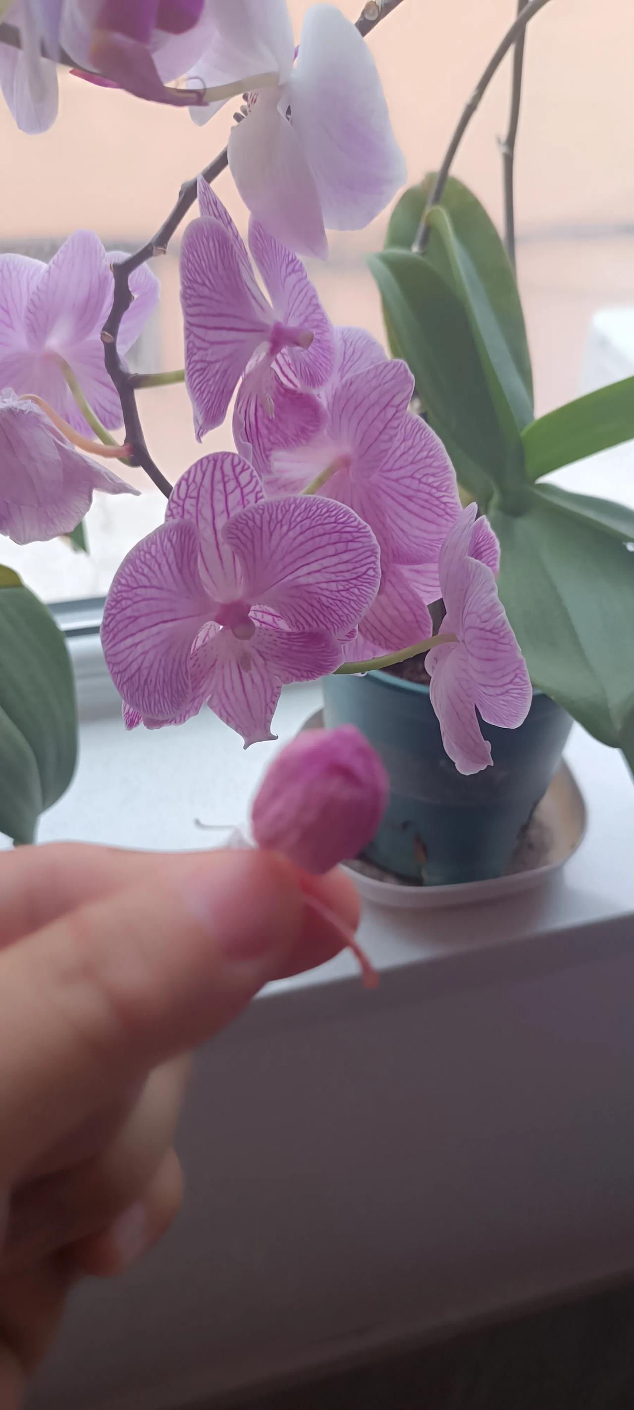 好可惜！不知是何原因，这个花骨朵还没来得及绽放就陨落了。有些事情亦如此，开端都是
